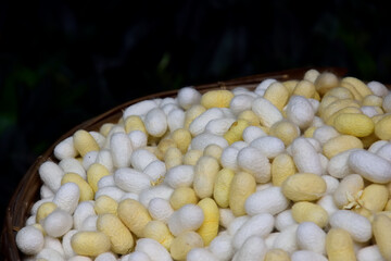 white and yellow Silk Pupa on ground,local industrail company home made silk.