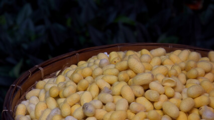 Silk pupa materail for home made silk in the country site.