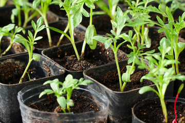 Young green seedlings in small pots. Selective focus.