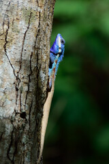 Blue head lizard on tree in the wild.