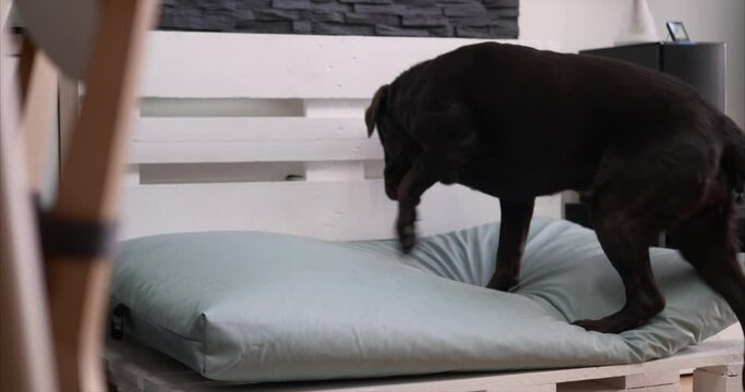 chocolate labrador dog going up to his bed and lying down to rest