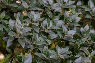 Fototapeta na wymiar Close up Leaf of Cinnamomum camphora tree