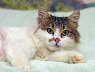 beautiful fluffy white and brown cat