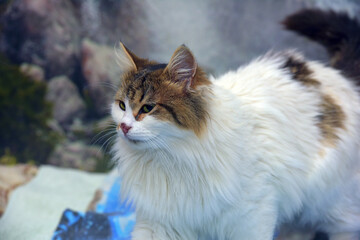 beautiful fluffy white and brown cat
