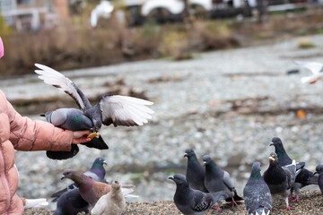 Fototapeta premium rock pigeon Columba livia eating from child's hand