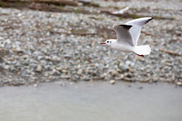 seagull flies over the water on a cloudy day