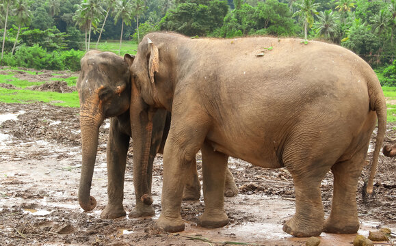 Group of indian elephants walk in clear weather on the territory of the nursery