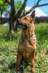 old german shepherd among green grass