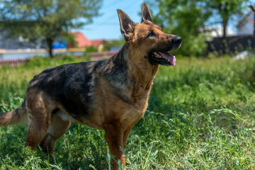 old german shepherd among green grass