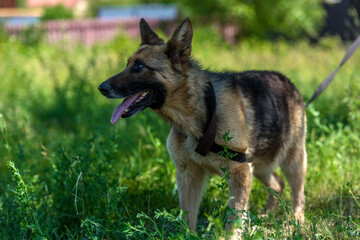 blind german shepherd dog at animal shelter