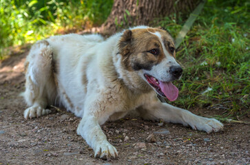 white with brown large alabai summer background