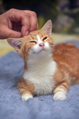 cute red with white young cat