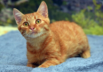 young beautiful red with stripes cat