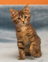 little cute striped brown playful kitten