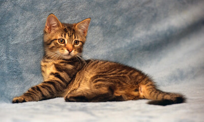 little cute striped brown playful kitten