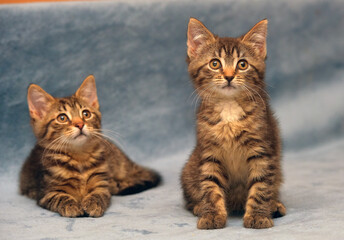 two little brown tabby kittens playing