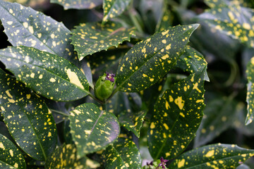 Foliage of spotted laurel binomial name: Aucuba japonica 'Variegata' , a popular shrub also known...
