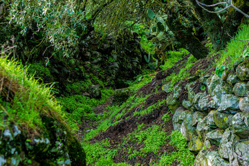landscapes of the canary islands island of gran canaria telde area with beautiful
 pine forests autochthonous vegetation with protected
 endemisms in a protected area with cold winter weather