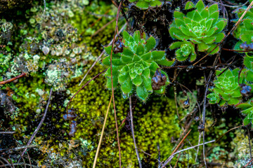 beautiful images of the autochthonous flora and fauna of the canary islands on the island of gran canaria
 with endemisms in the telde area with tiny flora with ditch water and winter weather