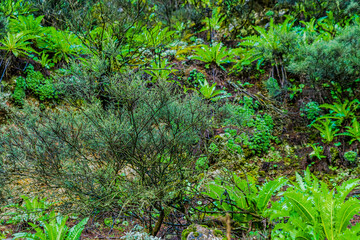 Fototapeta premium beautiful images of the autochthonous flora and fauna of the canary islands on the island of gran canaria with endemisms in the telde area with tiny flora with ditch water and winter weather