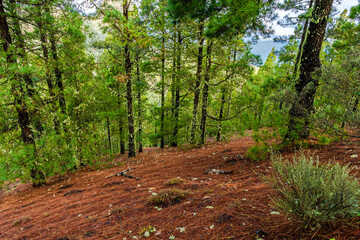 landscapes of the canary islands island of gran canaria telde area with beautiful
 pine forests autochthonous vegetation with protected
 endemisms in a protected area with cold winter weather