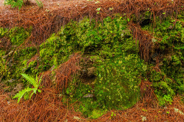 landscapes of the canary islands island of gran canaria telde area with beautiful
 pine forests autochthonous vegetation with protected
 endemisms in a protected area with cold winter weather