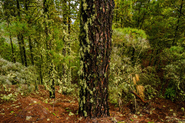 landscapes of the canary islands island of gran canaria telde area with beautiful
 pine forests autochthonous vegetation with protected
 endemisms in a protected area with cold winter weather