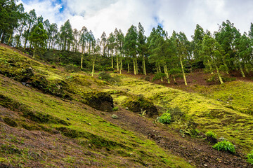 Fototapeta na wymiar landscapes of the canary islands island of gran canaria telde area with beautiful pine forests autochthonous vegetation with protected endemisms in a protected area with cold winter weather