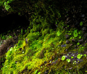 beautiful images of the autochthonous flora and fauna of the canary islands on the island of gran canaria
 with endemisms in the telde area with tiny flora with ditch water and winter weather