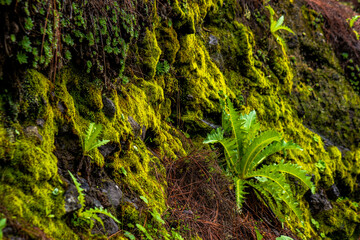 beautiful images of the autochthonous flora and fauna of the canary islands on the island of gran canaria
 with endemisms in the telde area with tiny flora with ditch water and winter weather