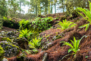 beautiful images of the autochthonous flora and fauna of the canary islands on the island of gran canaria
 with endemisms in the telde area with tiny flora with ditch water and winter weather