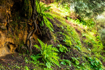 Fototapeta premium beautiful images of the autochthonous flora and fauna of the canary islands on the island of gran canaria with endemisms in the telde area with tiny flora with ditch water and winter weather
