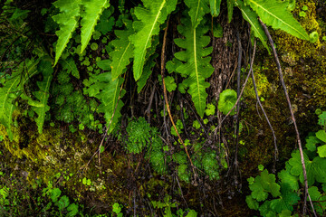 beautiful images of the autochthonous flora and fauna of the canary islands on the island of gran canaria
 with endemisms in the telde area with tiny flora with ditch water and winter weather