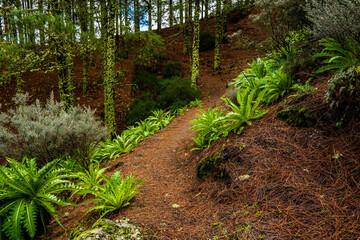 beautiful images of the autochthonous flora and fauna of the canary islands on the island of gran canaria
 with endemisms in the telde area with tiny flora with ditch water and winter weather