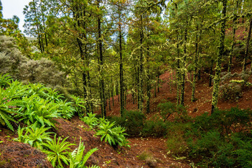 landscapes of the canary islands island of gran canaria telde area with beautiful
 pine forests autochthonous vegetation with protected
 endemisms in a protected area with cold winter weather