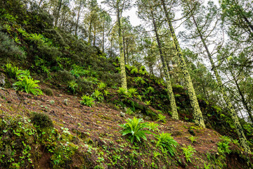 landscapes of the canary islands island of gran canaria telde area with beautiful
 pine forests autochthonous vegetation with protected
 endemisms in a protected area with cold winter weather