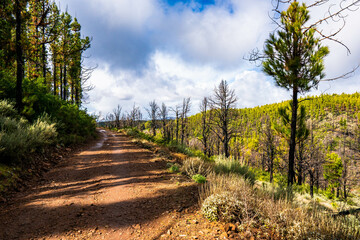 portrait of the roque nublo, sacred rock of gran canaria
 of the ancients of the canary islands with beautiful
 autochthonous pine forest vegetation and beautiful morning lights