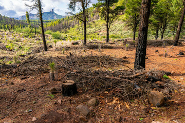 portrait of the roque nublo, sacred rock of gran canaria
 of the ancients of the canary islands with beautiful
 autochthonous pine forest vegetation and beautiful morning lights