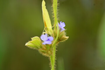 butterfly on a flower