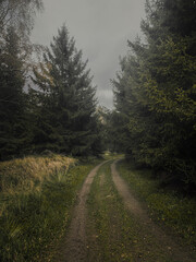 Road in the woods