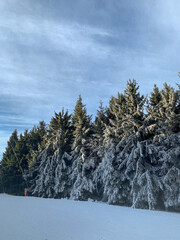 Snow covered trees
