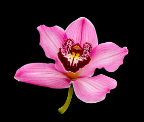 orchid flower isolated on black background