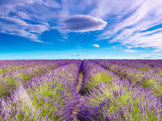 Fototapeta premium Lavender flowers on field and clouds on sky