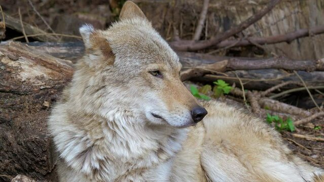 Gray wolf lies on ground, listens, sniffs, looks around, gets up and leaves place. Canis lupus. Large canine mammal in natural habitat. Predator animal resting in zoo. Close up. Front detailed view