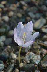 Fototapeta premium Autumn blooming saffron, scientific name Crocus kotschyanus