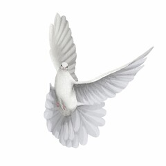 Illustration of a white pigeon in digital style