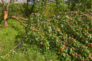 broken fruit tree from the wind,apricot crop loss after the hurricane