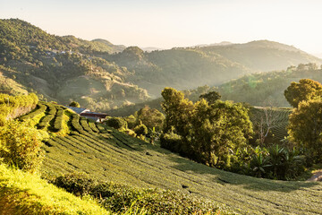 Obraz premium Chiang Rai Thailand, rows of tea plants following contours of hill on plantation