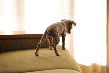 ソファーで遊ぶ子犬、イタリアングレーハウンド