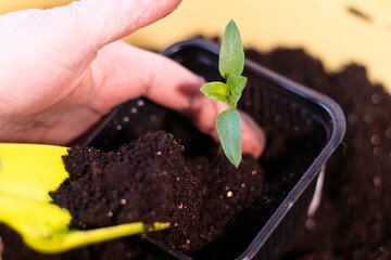 Planting plants at home in box in the soil for home seedlings.